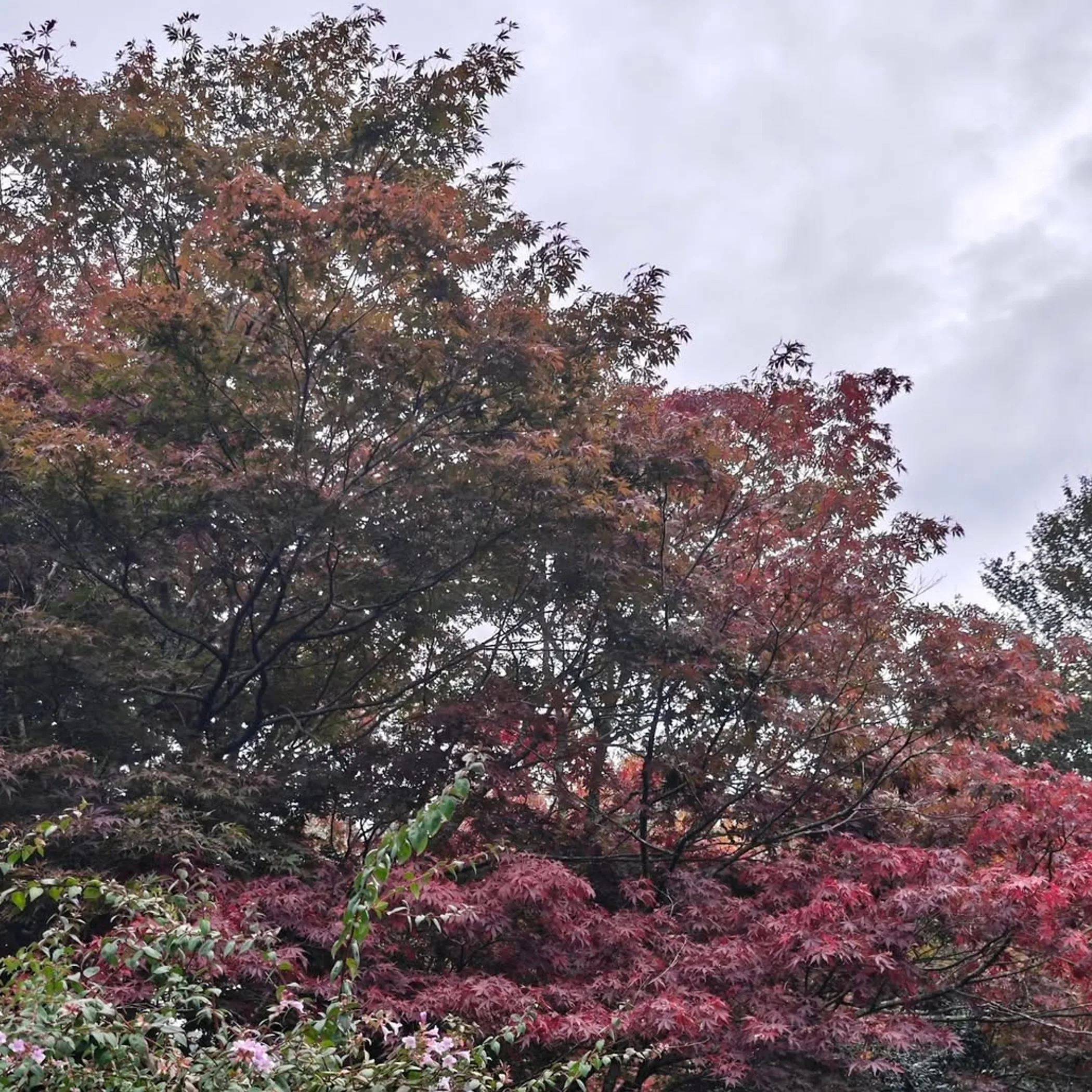 colorful autumn plantings